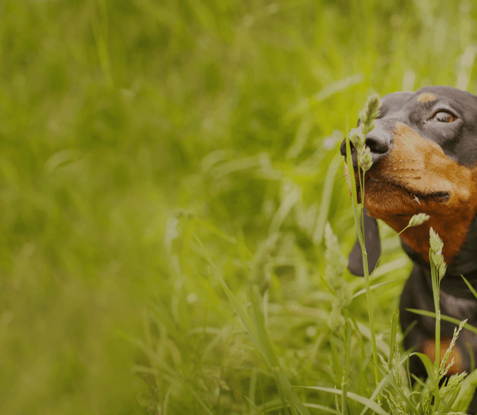 image of a dog with it's owner