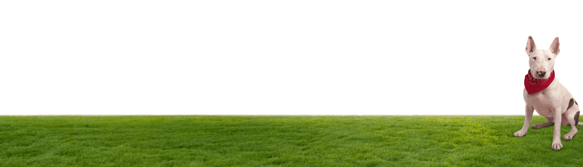 image of dog sitting on grass