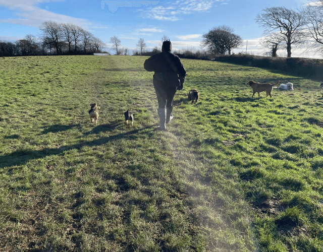 person walking with dogs